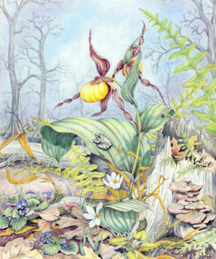Botanicals