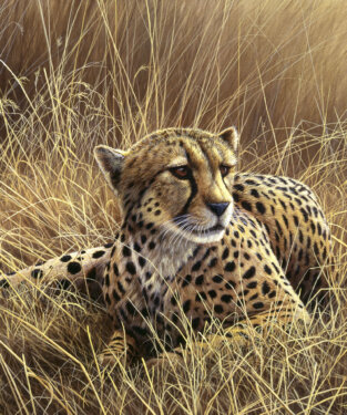 Wildlife