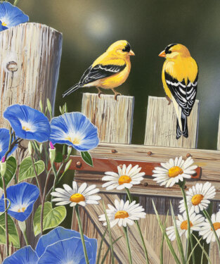 Songbirds